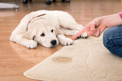 Pet Hair Cleaning Services in California